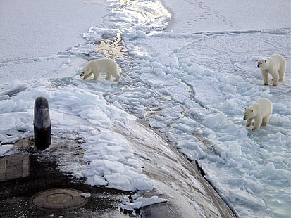 łódź podwodna, niedźwiedzie polarne, lód, wojsko, Arktyka, zwierzęta, pojazd, Tapety HD HD wallpaper