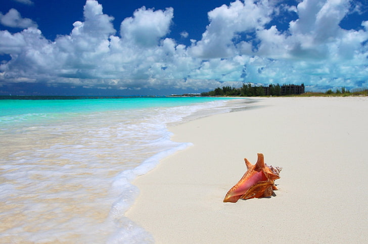 brown conch shell, sea, nature, tropics, shore, shell, HD wallpaper