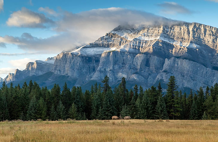Alberta, Kanada, park narodowy, Park Narodowy Banff, góry, chmury, zachód słońca, łoś, drzewa, Tapety HD
