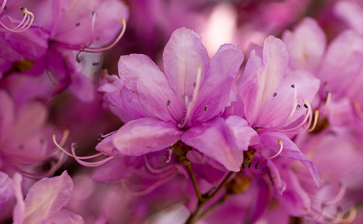 Pink Spring Flowers Bokeh, Seasons, Spring, Nature, Pink, Flowers, Sony, Macro, Japan, dslr, Alpha, minolta, yamanashi, minolta100macro, minolta100mm28, sonyalphadslr, Fondo de pantalla HD