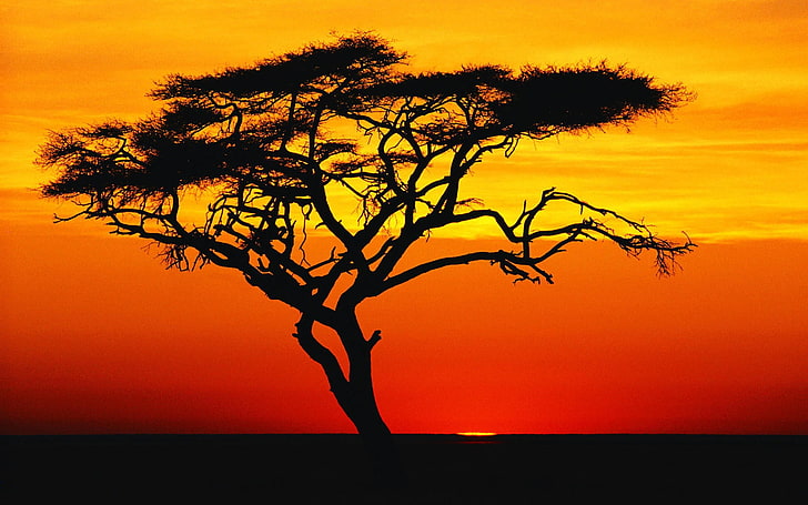 Schattenbild des Baums nahe Gewässeranstrich, Sonnenuntergang, Natur, Sonnenlicht, Himmel, Dunkelheit, Bäume, HD-Hintergrundbild