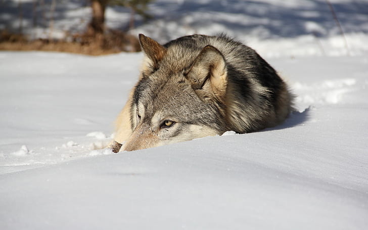 الحيوانات والثلج والذئب، خلفية HD