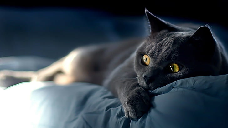 gato cinzento de cabelos compridos, gato, HD papel de parede