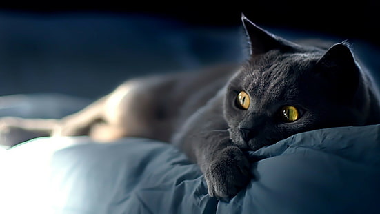 gato cinzento de cabelos compridos, gato, HD papel de parede HD wallpaper