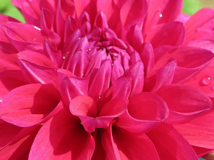 bidikan makro dari bunga petaled merah muda, bidikan makro, merah muda, Dahlia, Kelopak, Bunga, Warna-warni, alam, Warna merah muda, daun bunga, tanaman, close-up, Kepala bunga, keindahan Di Alam, Wallpaper HD