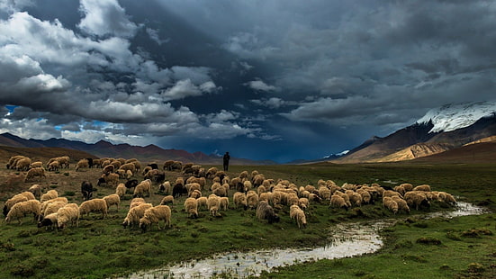 rebanho de ovelhas, natureza, paisagem, montanhas, colinas, água, neve, homens, nuvens, fluxo, ovelha, animais, HD papel de parede HD wallpaper