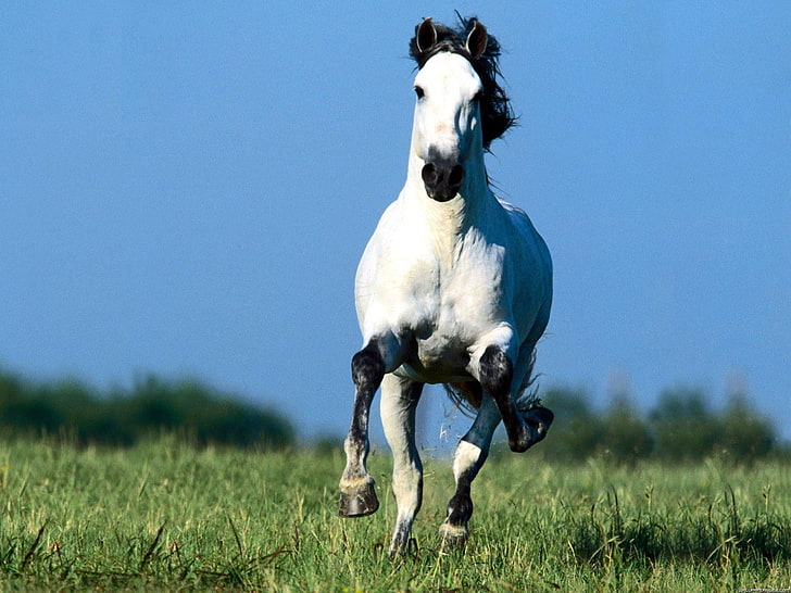 Shah Azim Arabian Stallion, white horse, Animals, Horse, white, HD wallpaper
