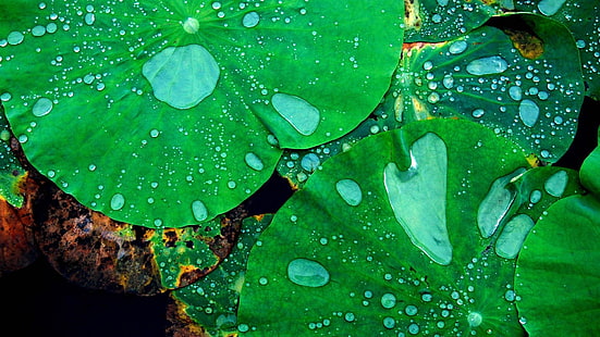 grüne Blätter, Natur, Makro, Nahaufnahme, Blätter, Lotosblumen, Wassertropfen, HD-Hintergrundbild HD wallpaper