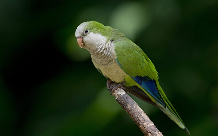 Green Parrot นกแก้ว, วอลล์เปเปอร์ HD