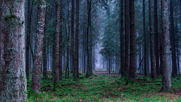 forêt, brouillard, sapin épicéa, chemin forestier, nature, arbre, bosquet, bois, végétation, Fond d'écran HD