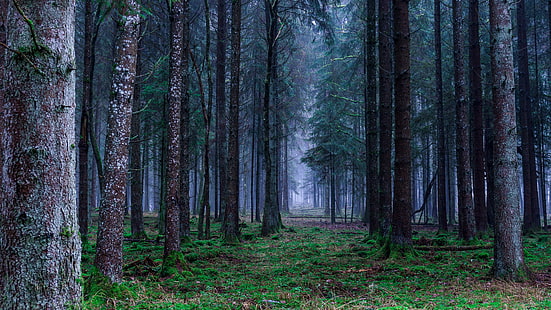 forêt, brouillard, sapin épicéa, chemin forestier, nature, arbre, bosquet, bois, végétation, Fond d'écran HD HD wallpaper