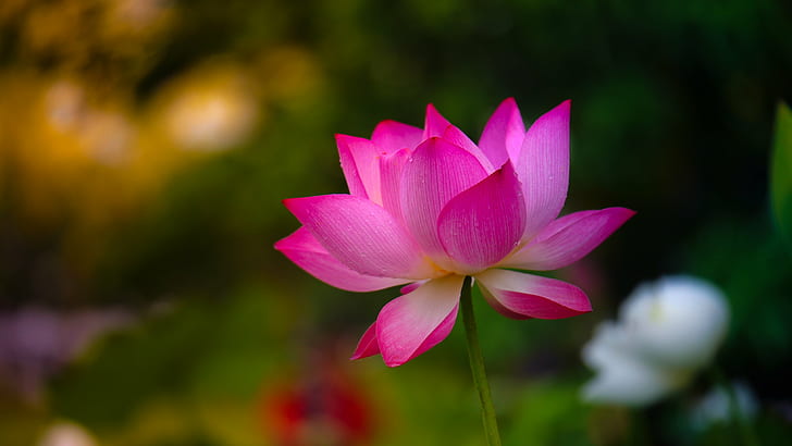 fotografi selektif dari bunga teratai merah muda, alam, teratai lily air, lily air, daun bunga, tanaman, warna pink, kepala bunga, kolam, musim panas, bunga, daun, keindahan di alam, botani, Wallpaper HD