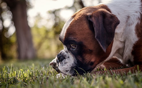 adult fawn boxer, dog, muzzle, profile, grass, HD wallpaper HD wallpaper