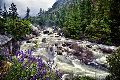 time laps photography of river surrounded by trees, yosemite national park, yosemite national park, Greens, Purples, Browns, Whites, Yosemite National Park, time, laps, photography, Banks, Merced River, El Portal, Rd, Brewer's Lupine, Canvas, Capture, NX2, Edited, Central, Yosemite, Sierra, Color, Pro  Day, Day 7, Evergreens, Field, Wildflowers, Hillside, Trees, Landscape, Boulders, NE, Lupinus breweri, Canyon, Valley  Mountains, Distance, Nature, Nikon D800E, Outside, Overcast, Pacific Ranges, Portfolio, Rapids, River, Riverbank, Sierra Nevada, Trip, Paso Robles, Water Rapids, Yosemite Valley, United States, forest, mountain, tree, outdoors, scenics, waterfall, stream, water, rock - Object, beauty In Nature, HD wallpaper HD wallpaper