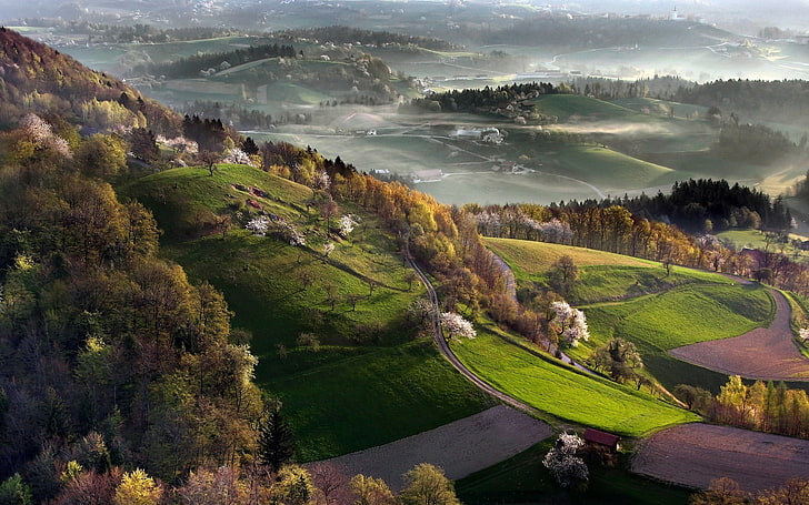arbres bruns et verts, nature, paysage, brume, printemps, Slovénie, champ, cerisiers, vallée, villages, Fond d'écran HD