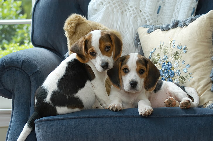 собаки, синий, кресло, подушка, щенки, пара, двое, милый, обои от lolita777, HD обои