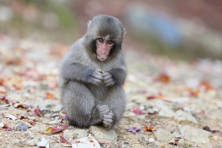 leaves, sitting, Japanese macaques, a snow monkey, HD wallpaper