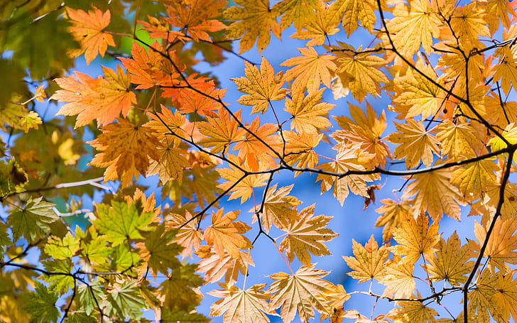 Jesienne liście żółte, widok z dołu, jesień, żółty, liście, Tapety HD