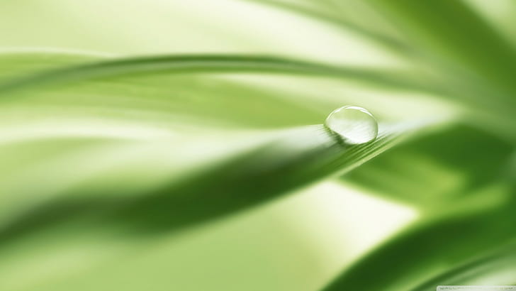 closeup, tetesan air, hijau, alam, daun, makro, tanaman, Wallpaper HD