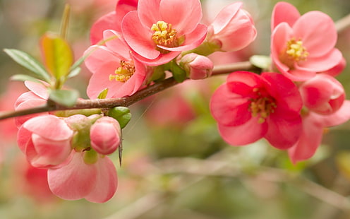 Pflanzen, Blumen, Frühling, Zweig, rosa Blüten, Blüten, HD-Hintergrundbild HD wallpaper