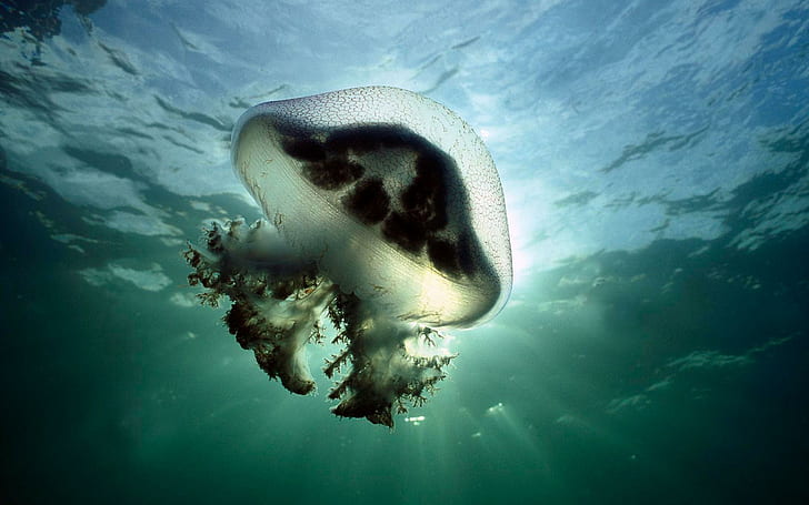 Mauve Stinger Jellyfish Australia, black and white jelly fish, australia, jellyfish, mauve, stinger, animals and birds, HD wallpaper