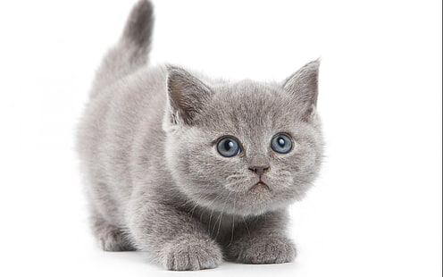 bayi, kucing, kucing, imut, Anak kucing, anak kucing, S, Wallpaper HD HD wallpaper