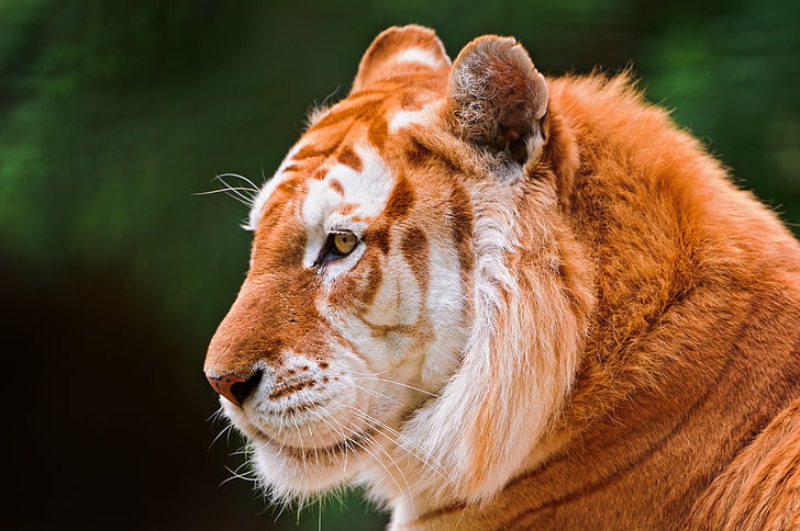 Bengal tiger, cat, face, tiger, ©Tambako The Jaguar, Golden tiger, HD wallpaper