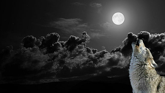 lobo, luna, nublado, luna llena, lobo aullando, aullando, animales, Fondo de pantalla HD HD wallpaper