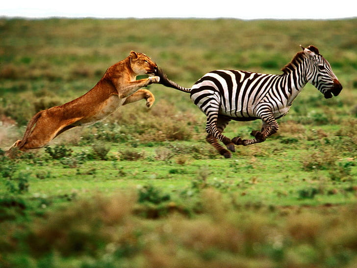 Lion Chase Zebra HD, Tiere, Löwe, Zebra, Jagd, HD-Hintergrundbild