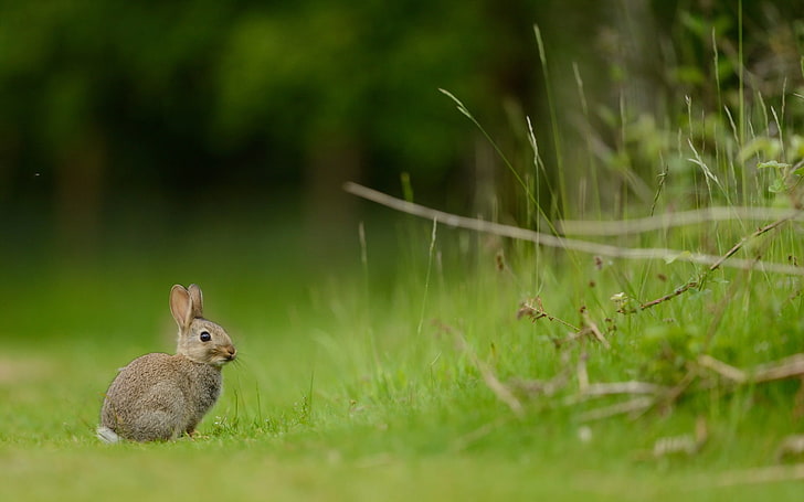 gray hare, hare, rabbit, grass, HD wallpaper