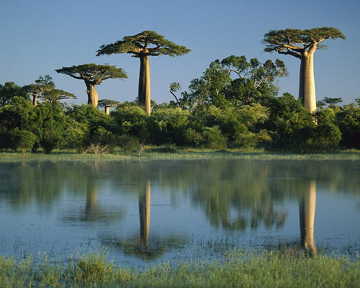баобабы, отраженные в водно-болотных угодьях - Мадагаскар, деревья баобаба HD, природа, деревья, дерево, мадагаскар, водно-болотные угодья, баобабы, баобабы, HD обои