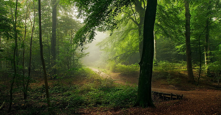 природа, пейзаж, тропинка, лес, туман, кусты, утро, деревья, HD обои