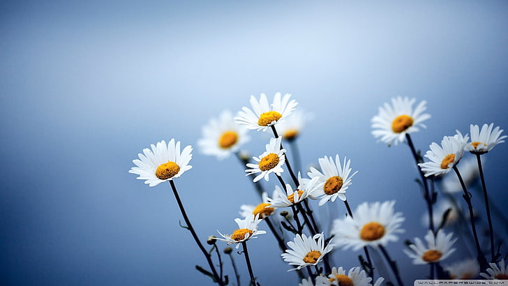 Flores blancas HD fondos de pantalla descarga gratuita | Wallpaperbetter