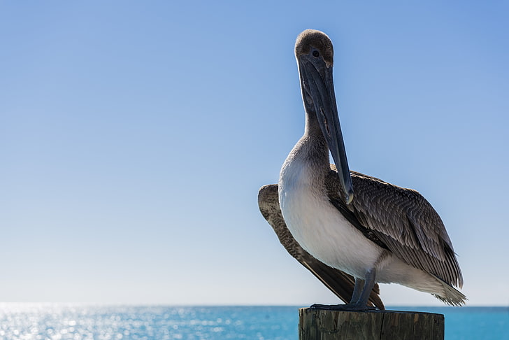 pelicans, landscape, sea, birds, island, HD wallpaper