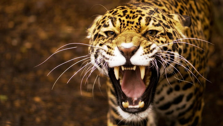 Angry Jaguar, brown and black cheetah, Angry Jaguar, Amazing Animals, s, hd, animals, HD wallpaper
