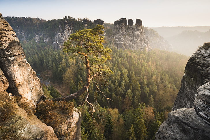 forest, mountains, Germany, pine, Saxon Switzerland, Elbe Sandstone Mountains, HD wallpaper