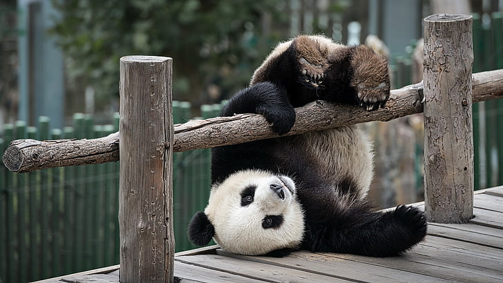 black and white panda, animals, panda, wood, wooden surface, fence, trees, upside down, humor, HD wallpaper