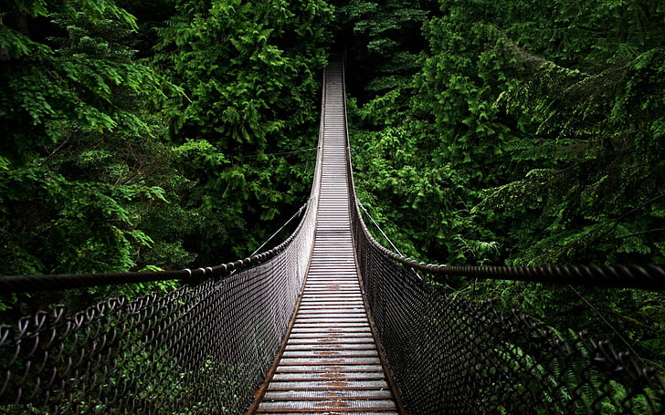 jembatan gantung hitam dan coklat, jembatan, pagar, hijau, fotografi, pohon, hutan, jalan, Venezuela, Wallpaper HD