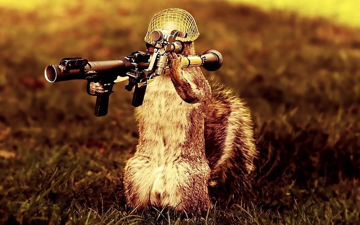zwierzęta wiewiórki bazooka panoramiczny 1920x1200 Animals Squirrels HD Art, zwierzęta, wiewiórki, Tapety HD