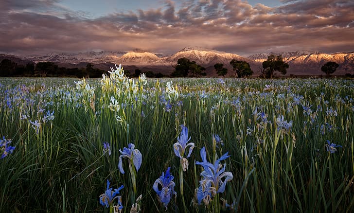 เมฆ ดอกไม้ ภูเขา โรซ่า ตอนเช้า, วอลล์เปเปอร์ HD