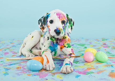 สุนัข, ลูกสุนัข, ดัลเมเชี่ยน, สุนัข, วอลล์เปเปอร์ HD HD wallpaper