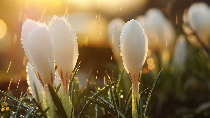 spring, blossom, flora, flowery, buds, drops, glare, bloom, blooming, sunray, snowdrop, snowdrops, HD wallpaper