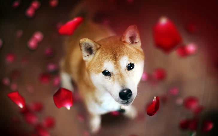 dog, muzzle, petals, HD wallpaper