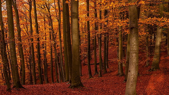 jesień liściaste drzewo, przyroda, krajobraz, bursztyn, las, jesień, liście, światło słoneczne, wzgórza, drzewa, Tapety HD HD wallpaper