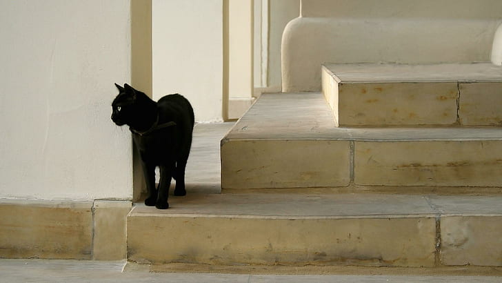 Black cat on the stairs, bombay cat, animals, 1920x1080, HD wallpaper
