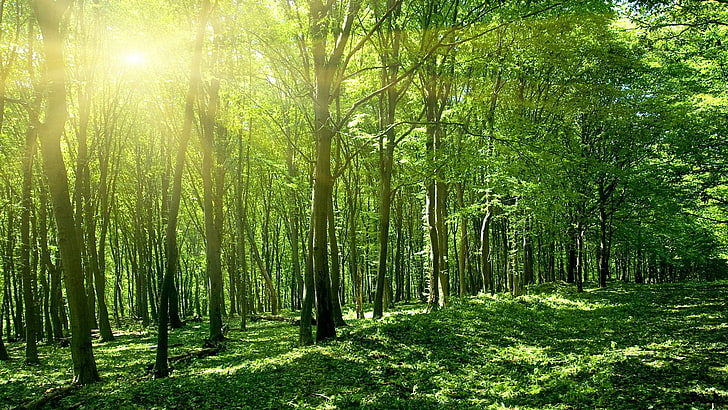 ağaç, bahar, asya, hindistan, kıç, orman, güneş ışığı, güneş ışını, güneş ışını, ormanlık, ışınları, güneş ışığı, güneş, orman, yeşil, orman, bitki örtüsü, doğa, ekosistem, HD masaüstü duvar kağıdı