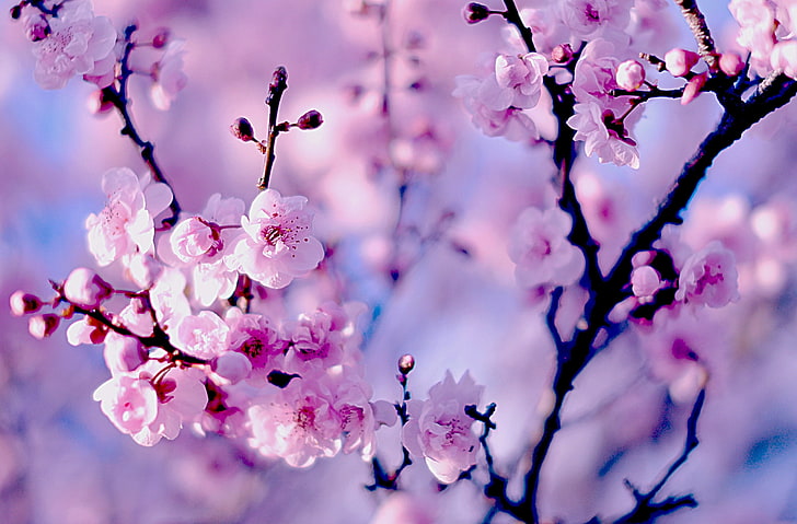 fioletowe kwiaty wiśni, gałęzie, wiśnia, Sakura, kwitnienie, kwiaty, bokeh, Tapety HD