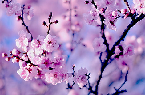 fiori viola del fiore di ciliegia, rami, ciliegia, Sakura, fioritura, fiori, bokeh, Sfondo HD HD wallpaper