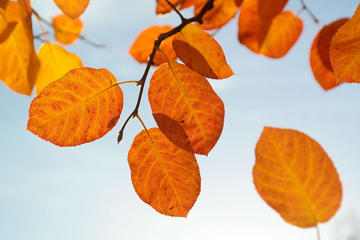 アメランシエ アメランシエオヴァリス 秋 秋の色 秋の葉 秋の光 ブラッドレッド ブッシュ 色 カラフル 一般的なアメランシエ Hdデスクトップの壁紙 Wallpaperbetter