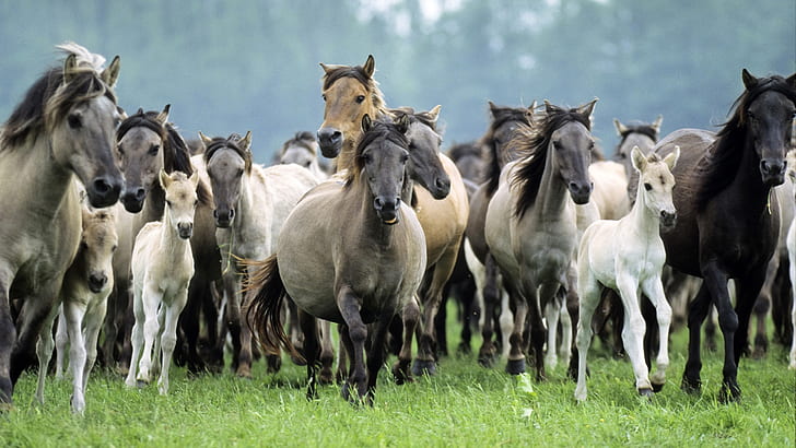 Animals Horse Herd Foals Mares Stallions Mane Hd Desktop Wallpaper, HD wallpaper